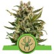 White Widow Auto - RQS